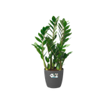 brussels rond wielen 47cm antraciet